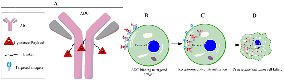 Antibody Drug Conjugates Cell cytotoxicity mechanism